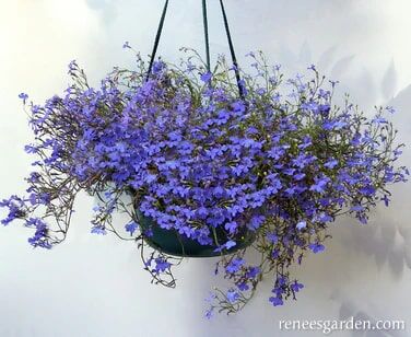 Renee's Garden Windowbox Lobelia Blue Heaven Seeds