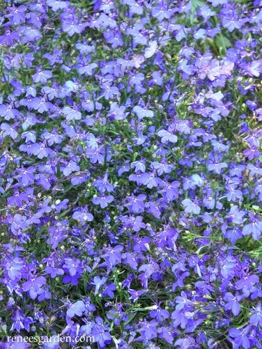 Renee's Garden Windowbox Lobelia Blue Heaven Seeds