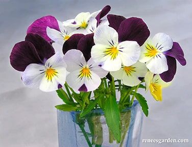 Renee's Garden Heirloom Edible Flowers Grandma's Johnny Jump Ups Seeds