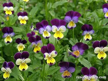Renee's Garden Heirloom Edible Flowers Grandma's Johnny Jump Ups Seeds