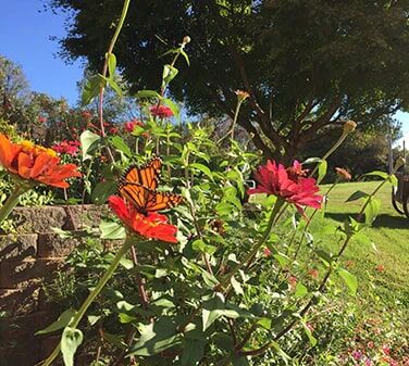Renee's Garden Heirloom Cutting Zinnias Moulin Rouge Seeds
