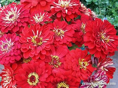 Renee's Garden Heirloom Cutting Zinnias Moulin Rouge Seeds