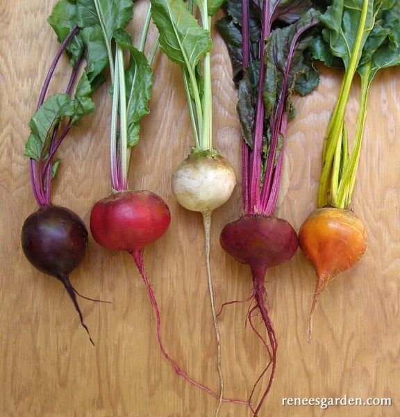 Renee's Garden Gourmet Beets Five Color Rainbow Seeds