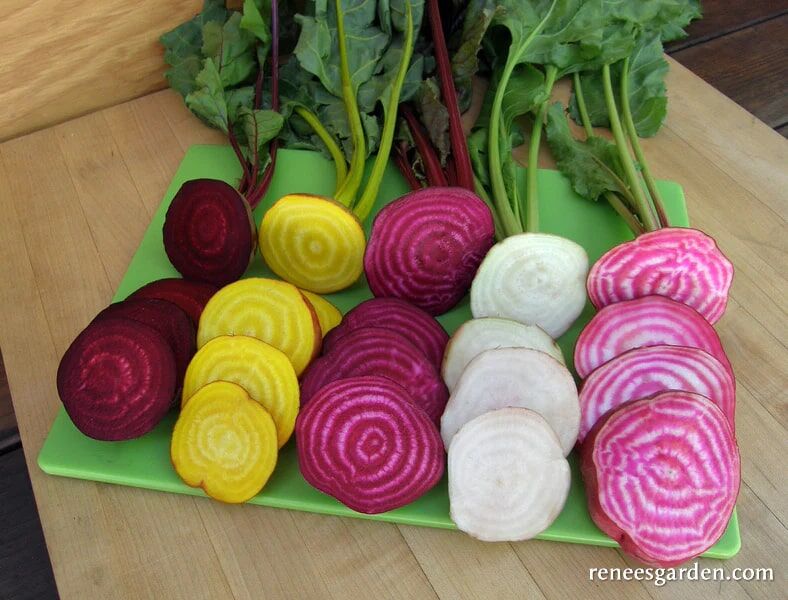 Renee's Garden Gourmet Beets Five Color Rainbow Seeds