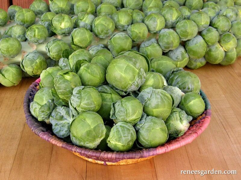 Renee's Garden Brussels Sprouts Hestia Seeds
