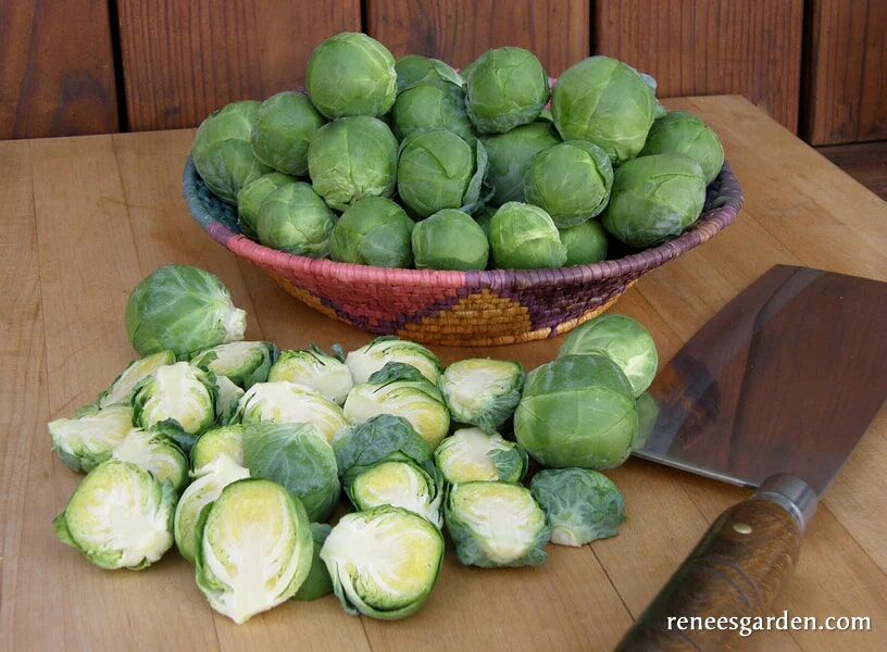 Renee's Garden Brussels Sprouts Hestia Seeds