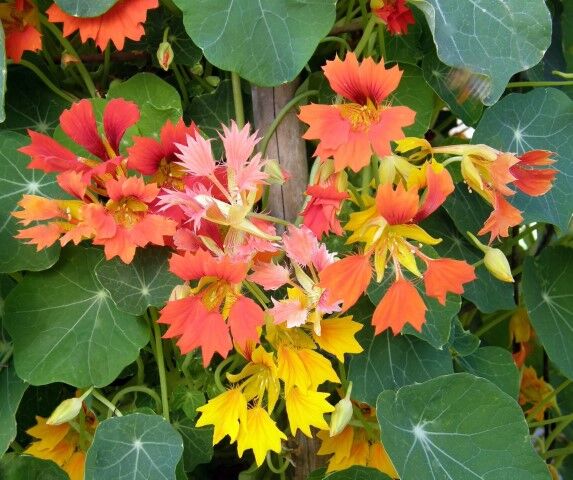 Renee's Garden Heirloom Nasturtiums Climbing Phoenix Seeds