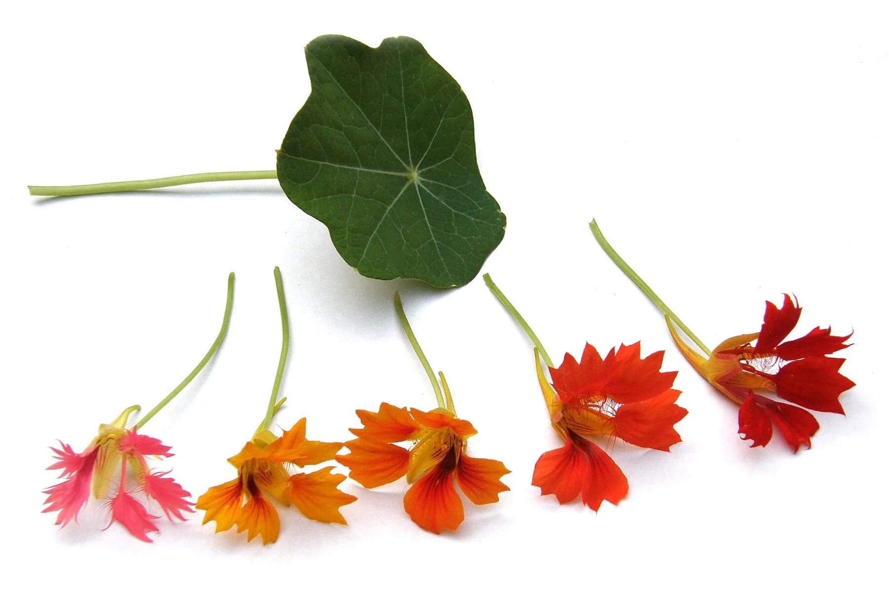 Renee's Garden Heirloom Nasturtiums Climbing Phoenix Seeds