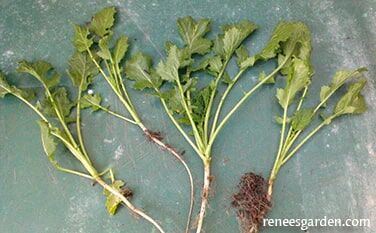 Renee's Garden Bonus Pack Soil Building Kodiak Mustard Cover Crop Seeds