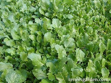 Renee's Garden Bonus Pack Soil Building Kodiak Mustard Cover Crop Seeds
