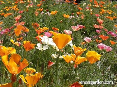 Renee's Garden Bonus Pack A Rainbow of California Poppies Seeds