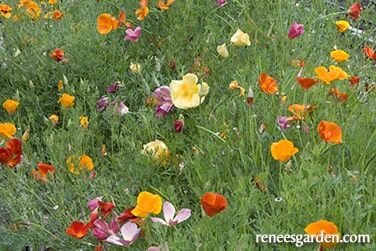 Renee's Garden Bonus Pack A Rainbow of California Poppies Seeds