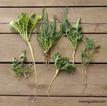 Renee's Garden Protect & Fertilize Green Cover Crop Blend Seeds