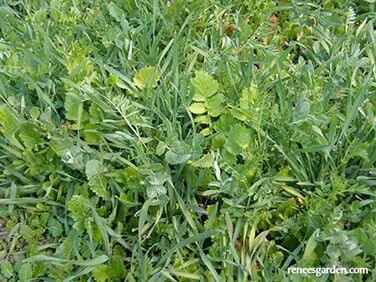 Renee's Garden Protect & Fertilize Green Cover Crop Blend Seeds