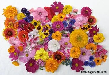 Renee's Garden Endless Bouquets Cut Flower Garden Seeds