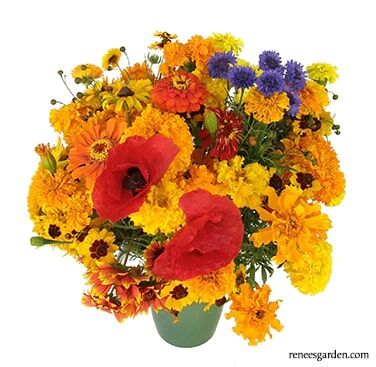 Renee's Garden Endless Bouquets Cut Flower Garden Seeds