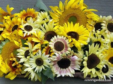 Renee's Garden Heirloom Summer Garden Dancing, Joyous Sunflowers Seeds