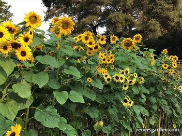 Renee's Garden Heirloom Summer Garden Dancing, Joyous Sunflowers Seeds
