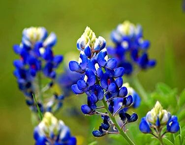 Renee's Garden Bonus Pack Texas Bluebonnets Seeds