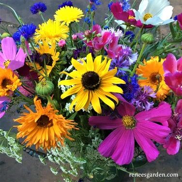 Renee's Garden Bonus Pack Early Blooming Beekeeper's Mix Seeds