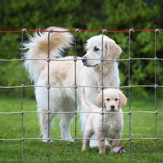 Redbrand Yard & Kennel Fence, 36-In X 100-Ft