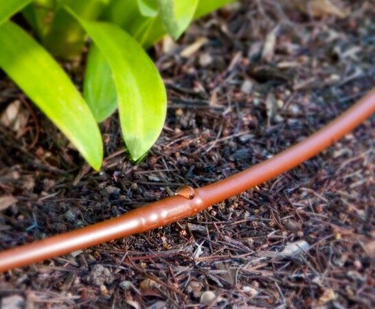 DIG Black Microline 12-In Spaced Dripline, 25 PSI, 1/4-In x 50-Ft