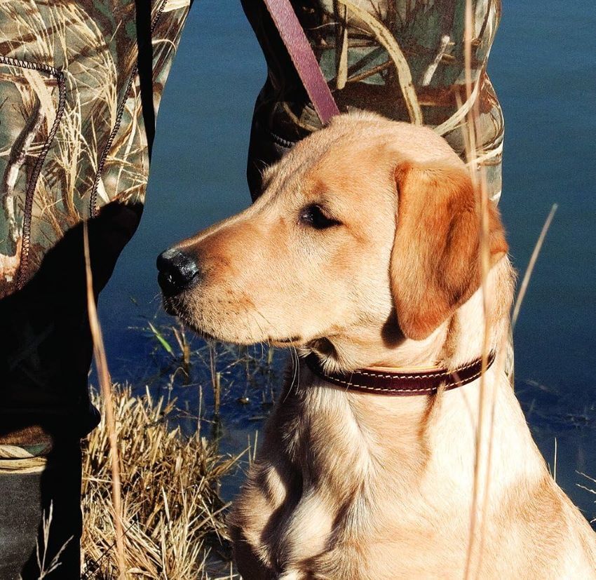 Weaver Leather Deer Ridge Collar, 3/4-In x 17-In