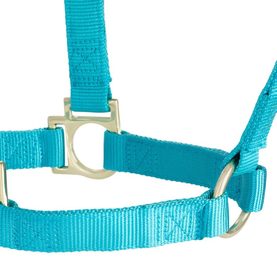 Weaver Equine Basic Non-Adjustable Small Turquoise Halter, 1-In
