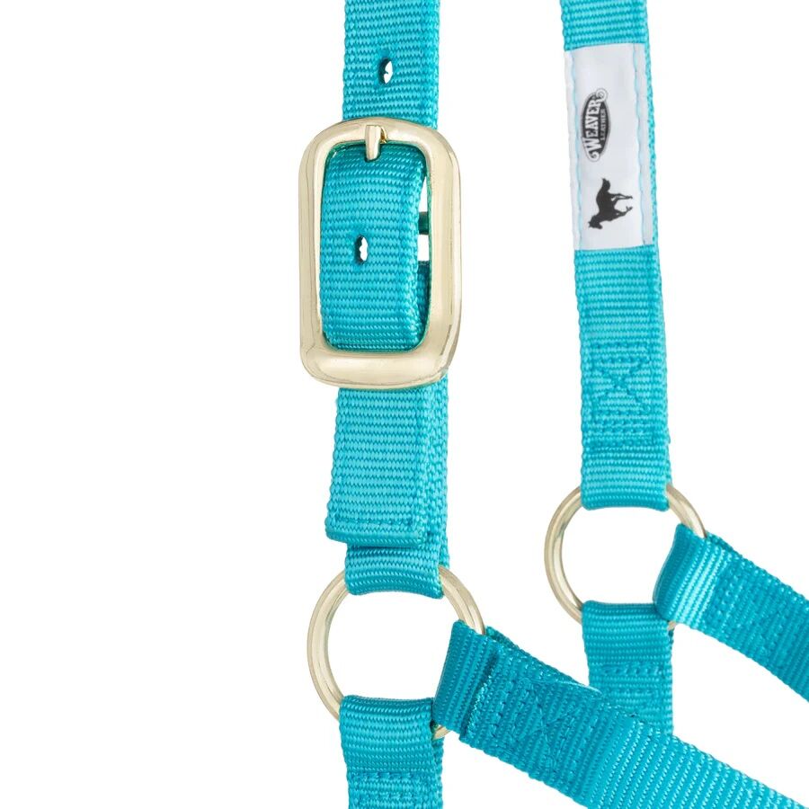Weaver Equine Basic Non-Adjustable Small Turquoise Halter, 1-In