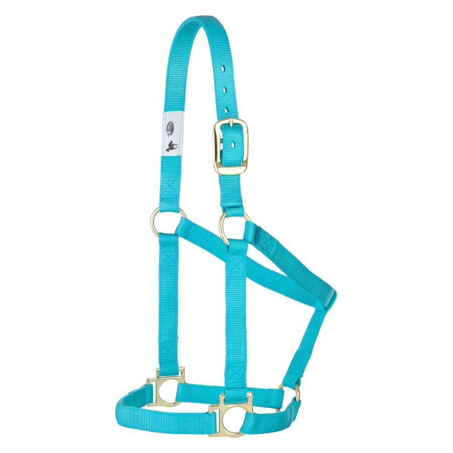 Weaver Equine Basic Non-Adjustable Small Turquoise Halter, 1-In