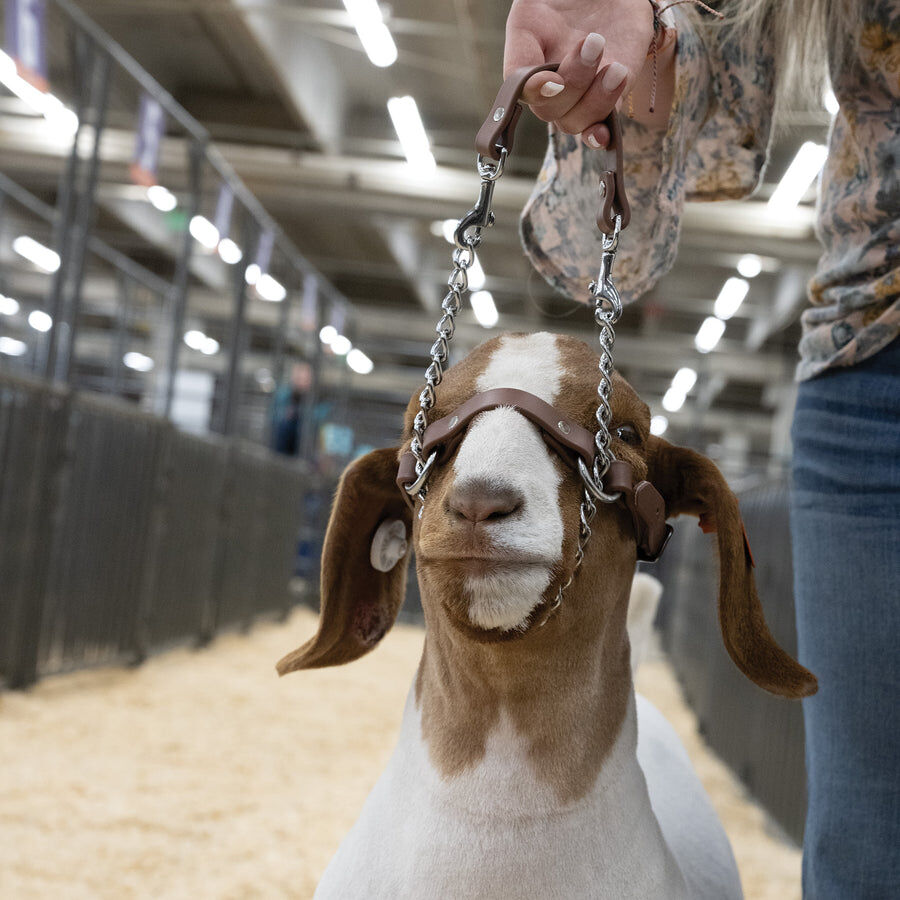 Weaver Total Control Goat Halter