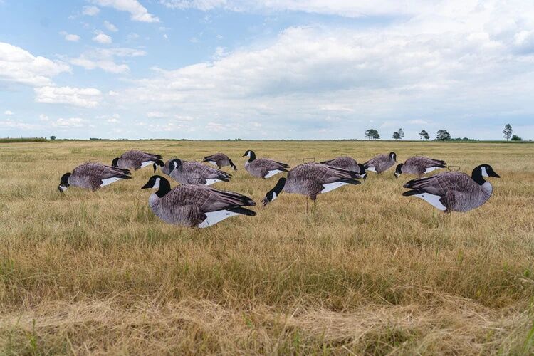 GHG Pro-Grade Silhouette Canada Goose Decoys, 12-Pk