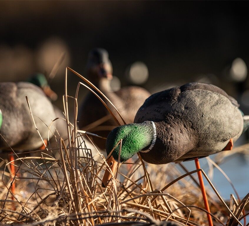 Avian-X AXP Full Body Mallards Decoys Fusion Pack, 6-Pk