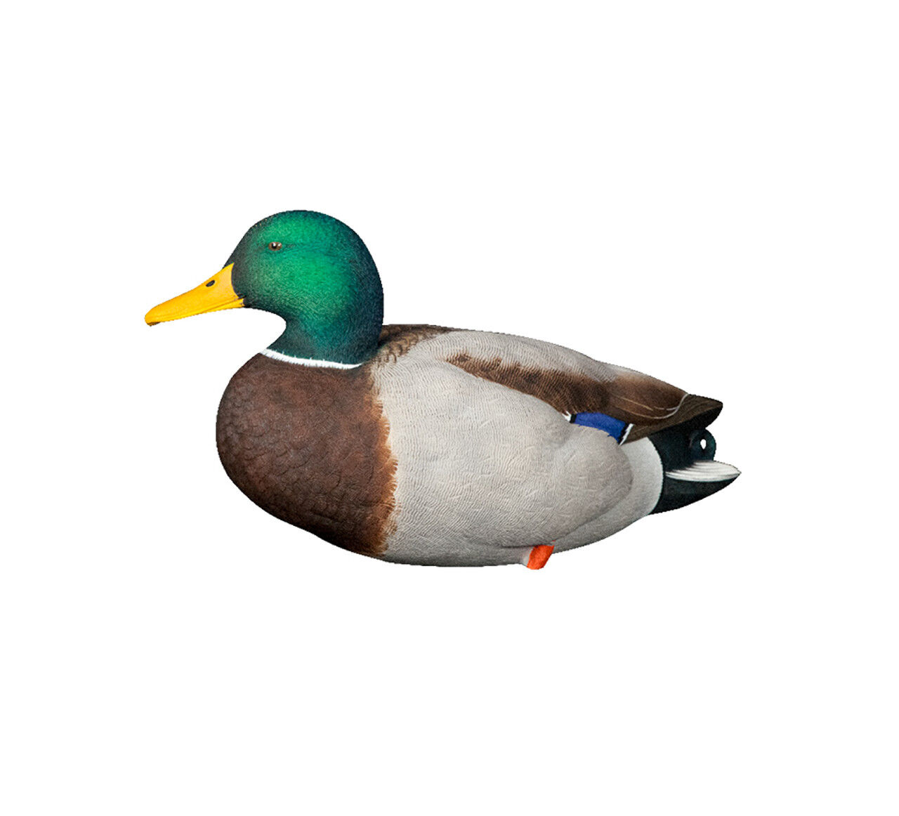 Avian-X AXP Full Body Mallards Decoys Fusion Pack, 6-Pk