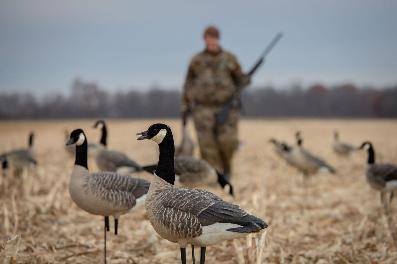 Avian-X AXP Honkers Full Body Decoys Fusion Pack, 6-Pk
