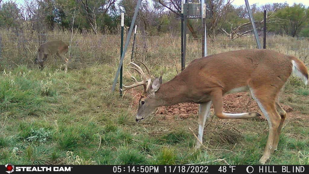 Stealth Cam Browtine 18MP Trail Camera