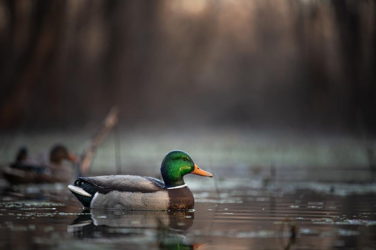 Zink Mallard Floater Decoys, 6-Pk