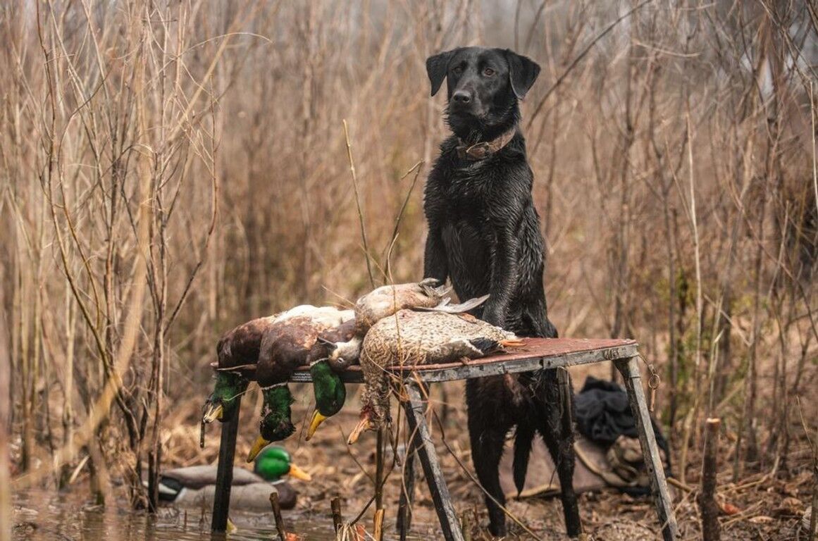 Zink Mallard Floater Decoys, 6-Pk