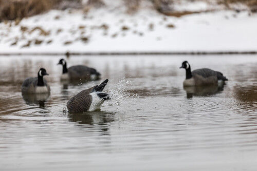 Lucky Duck Lucky Agitator HDi Canada Goose Decoy