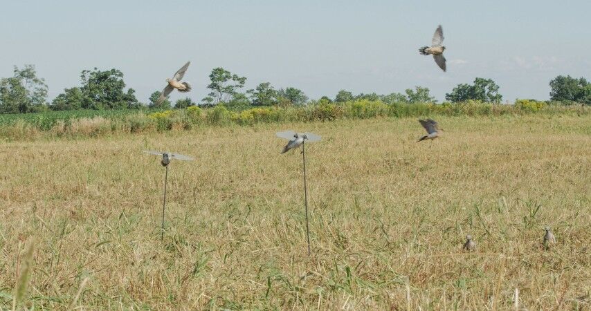 Lucky Duck Lucky Dove HD Decoy