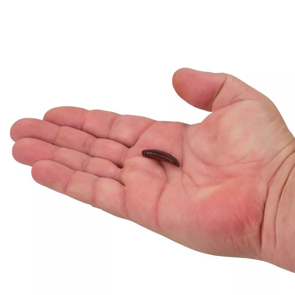 Berkley Gulp With Garlic Pinched Crawler, 1-In, 14-Pk