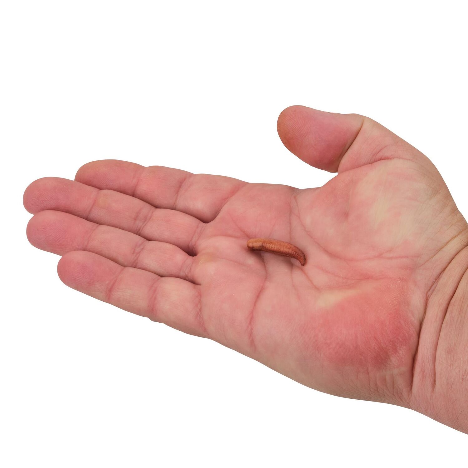 Berkley Gulp! Floating Pinched Nightcrawler, 1-In