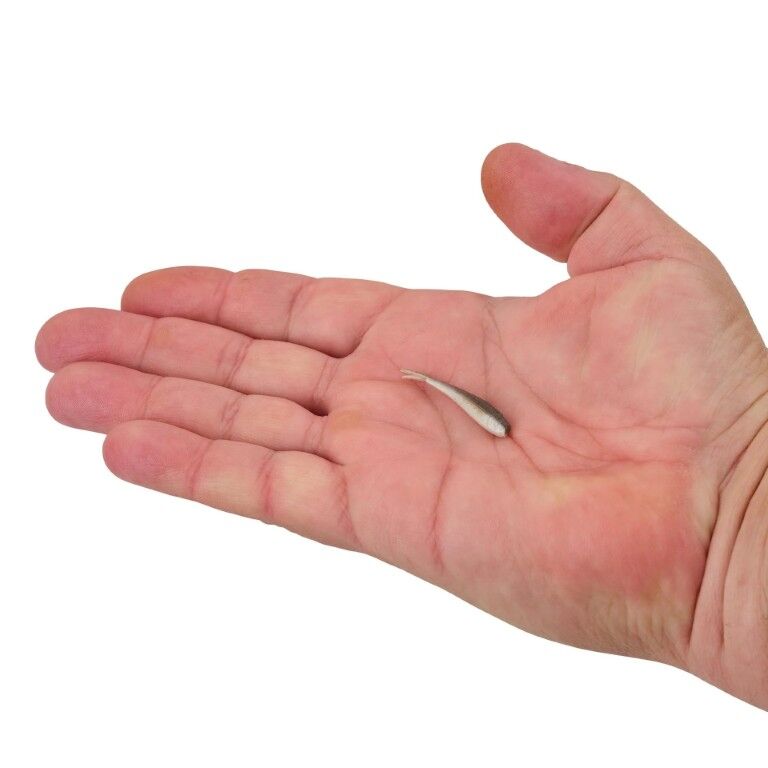 Berkley Gulp! Alive! Minnow Smelt Bait, 1-In, 2.1-Oz