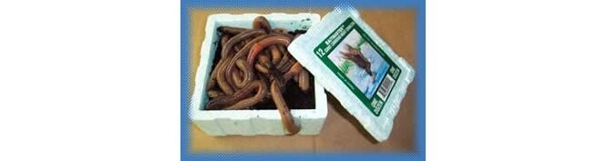 National Bait Inc. Baitmaster Night Crawlers, 24-Ct