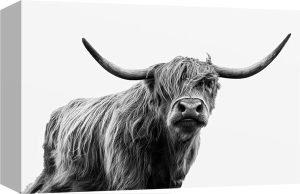 Rocky Mountain Publishing Eye To Eye, 12-In x 18-In