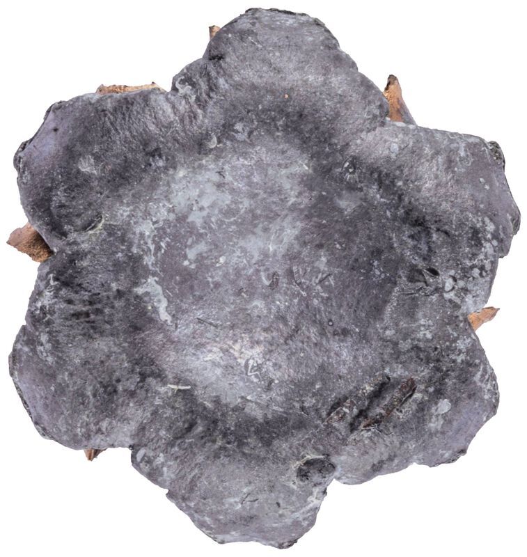 Federal Personal Defense Punch .38 Special +P, 120 Grain Jacketed Hollow Point Pistol Ammo, 20-Rd