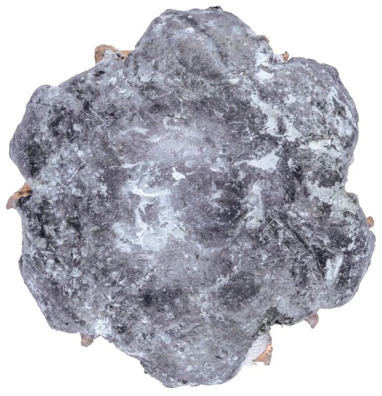 Federal Personal Defense Punch .38 Special +P, 120 Grain Jacketed Hollow Point Pistol Ammo, 20-Rd