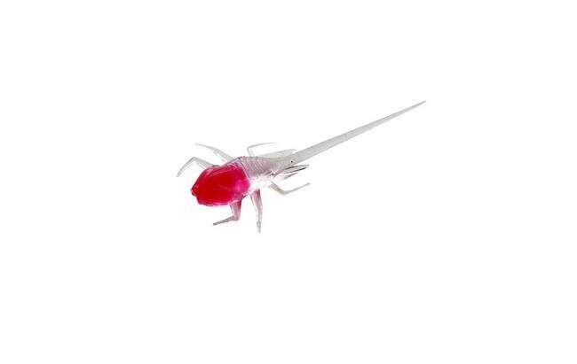 13 Fishing B.A.M.F. 6 Pack - Snozberry