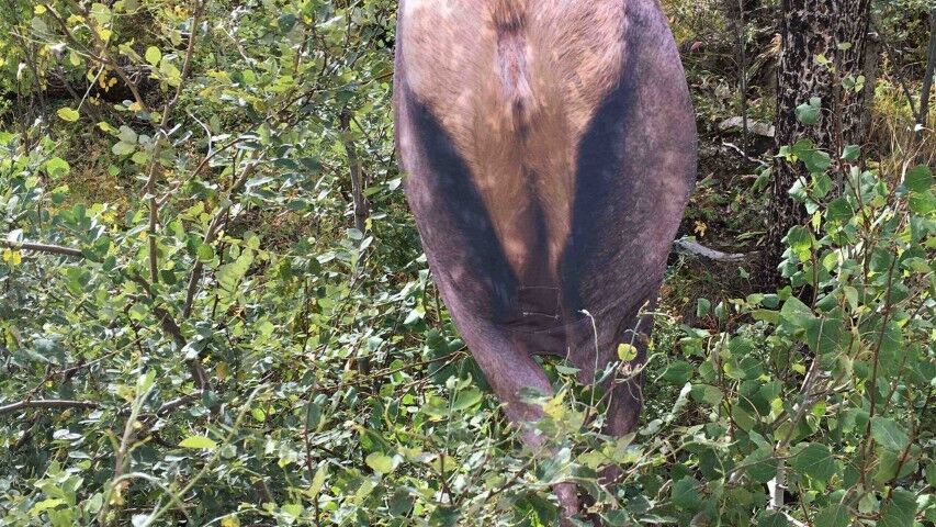 Montana Decoy Back Country Elk, 21-In x 43-In