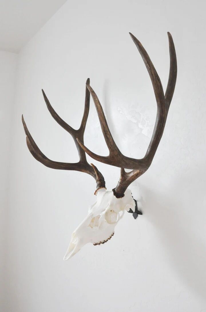 Dead On Display Angle Skull Mount Bracket Adapter